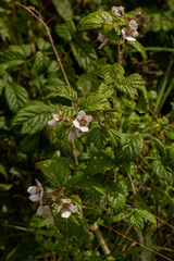 Rubus runssorensis