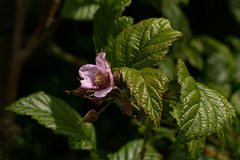 Rubus runssorensis