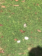 Junonia atlites atlites