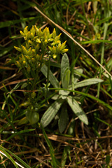 Sebaea leiostyla