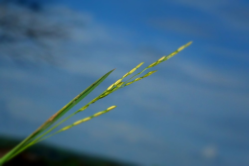 Leersia hexandra image