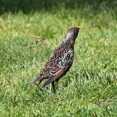 Sturnus vulgaris