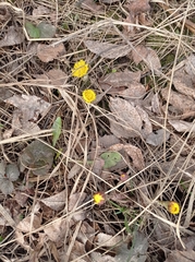 Tussilago farfara