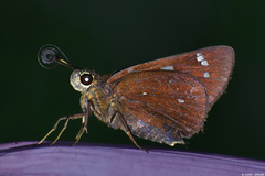 Pelopidas assamensis