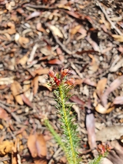 Gompholobium confertum