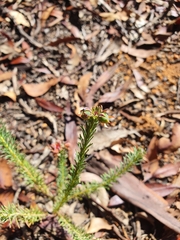 Gompholobium confertum