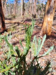 Gompholobium confertum