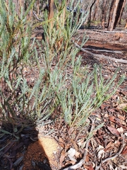 Gompholobium confertum