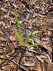 Gompholobium confertum