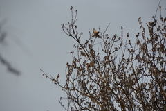 Coccothraustes coccothraustes