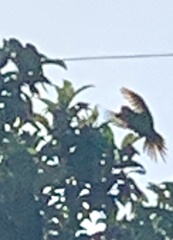 Psittacara mitratus