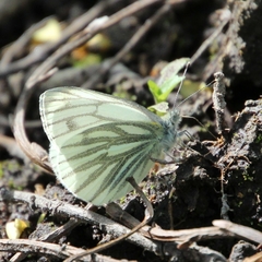 Pieris napi