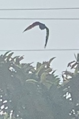 Psittacara mitratus