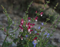 Salvia hierosolymitana hierosolymitana
