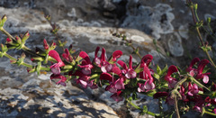 Salvia hierosolymitana hierosolymitana