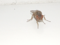 Gitona distigma