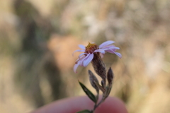 Athrixia phylicoides