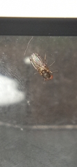 Gitona distigma