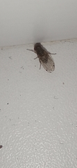 Gitona distigma