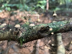 Marasmius crinis-equi