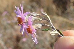 Athrixia phylicoides