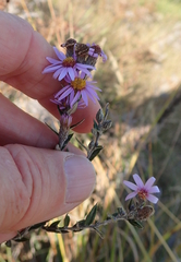 Athrixia phylicoides