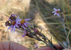 Athrixia phylicoides