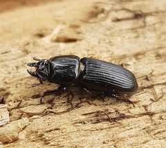 Figulus binodulus