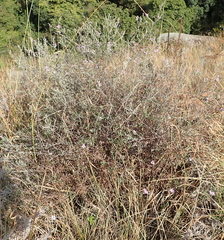 Athrixia phylicoides