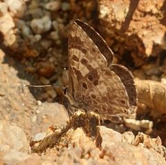 Niphanda asialis