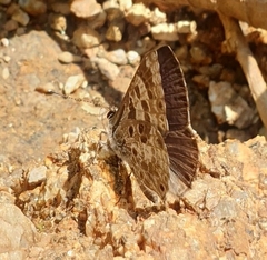Niphanda asialis