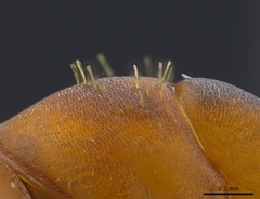 Formica difficilis