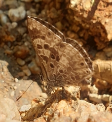 Niphanda asialis