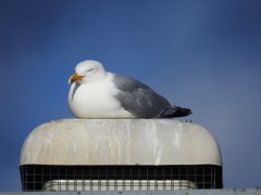 Larus argentatus