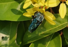 Xylocopa abbotti