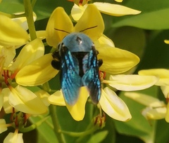 Xylocopa abbotti