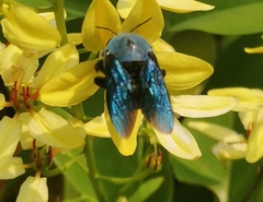 Xylocopa abbotti