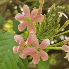 Combretum indicum
