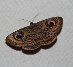 Calliodes pretiosissima