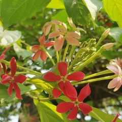 Combretum indicum