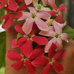Combretum indicum