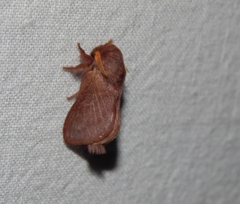 Anadiasa punctifascia