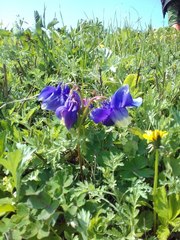 Aquilegia flabellata