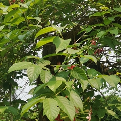 Combretum indicum