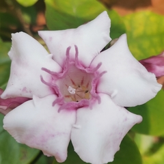 Strophanthus gratus