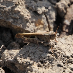 Aiolopus strepens strepens