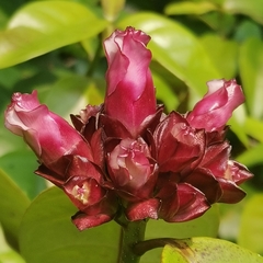 Strophanthus gratus
