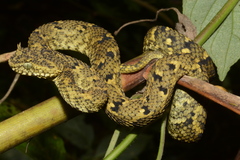 Atheris ceratophora
