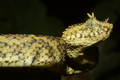 Atheris ceratophora