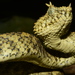 Reptiles - Photo (c) John Lyakurwa, some rights reserved (CC BY), uploaded by John Lyakurwa